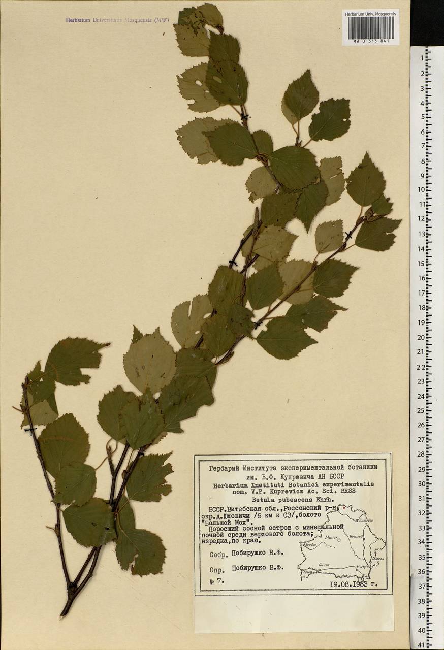 Betula pubescens Ehrh., Eastern Europe, Belarus (E3a) (Belarus)