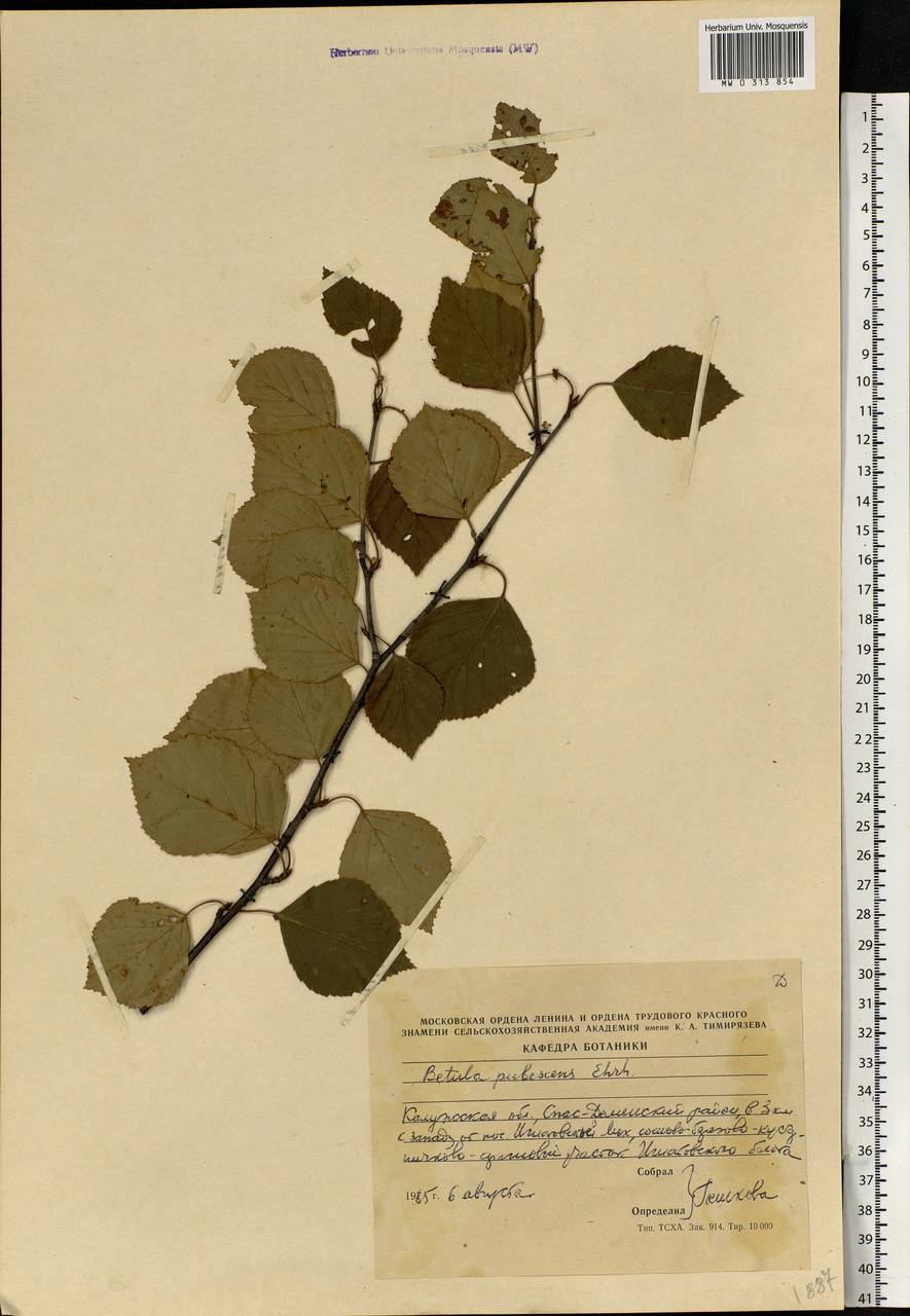 Betula pubescens Ehrh., Eastern Europe, Central region (E4) (Russia)