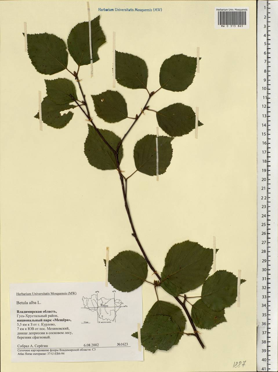 Betula pubescens Ehrh., Eastern Europe, Central region (E4) (Russia)