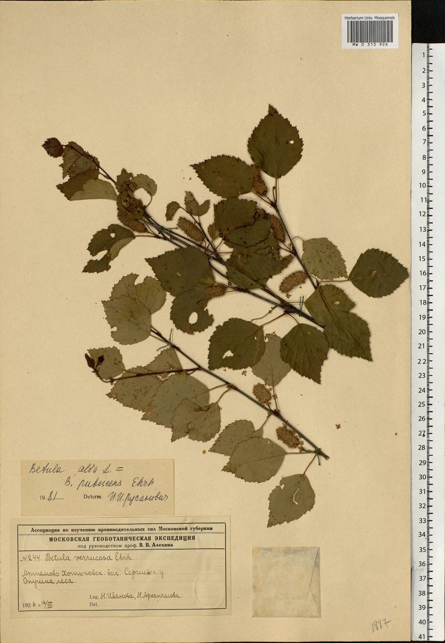 Betula pubescens Ehrh., Eastern Europe, Moscow region (E4a) (Russia)