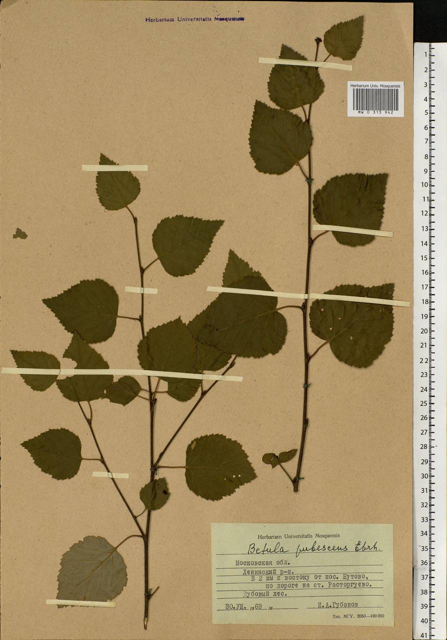 Betula pubescens Ehrh., Eastern Europe, Moscow region (E4a) (Russia)
