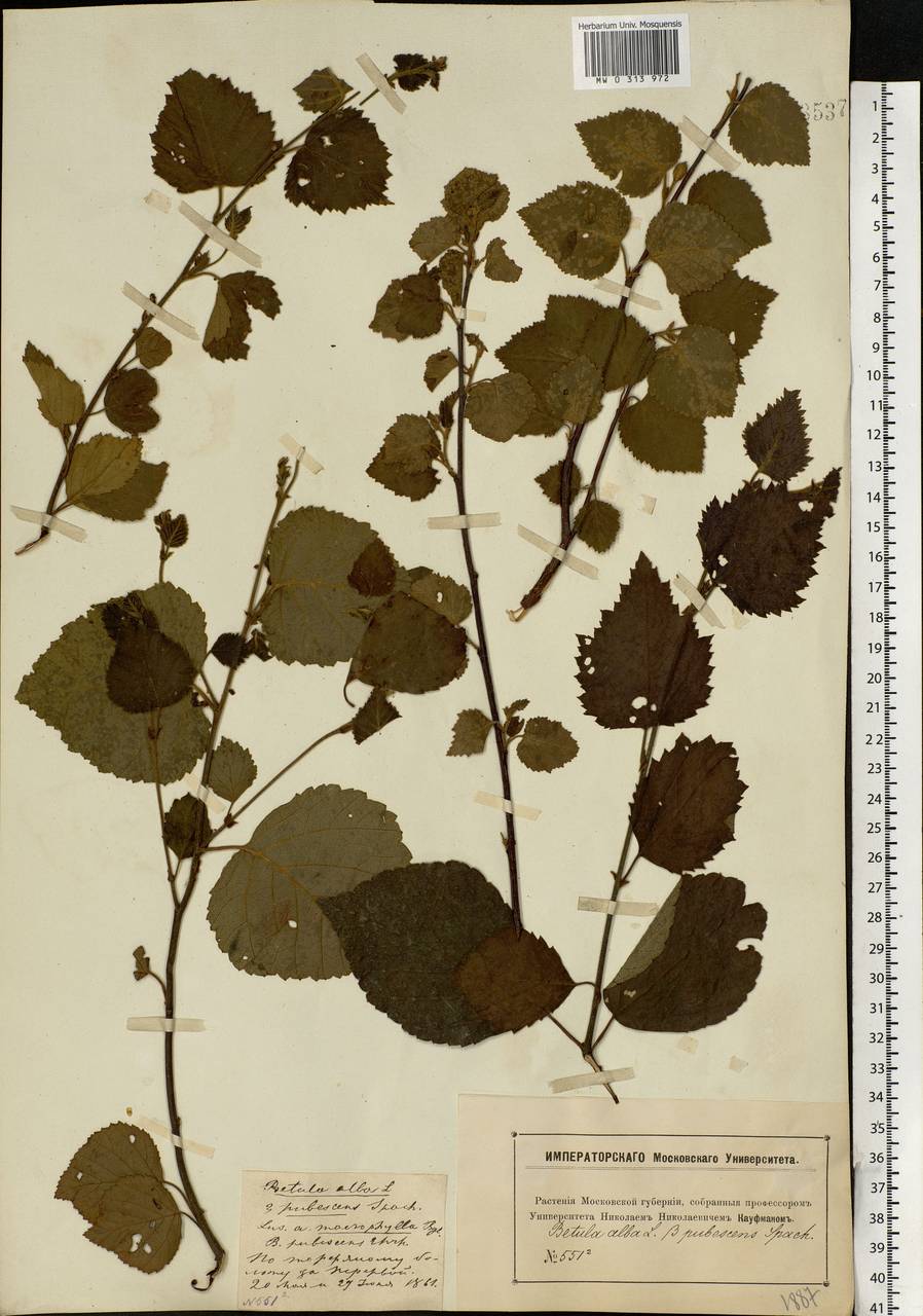 Betula pubescens Ehrh., Eastern Europe, Moscow region (E4a) (Russia)