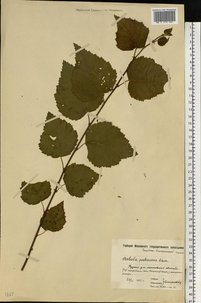 Betula pubescens Ehrh., Eastern Europe, Moscow region (E4a) (Russia)