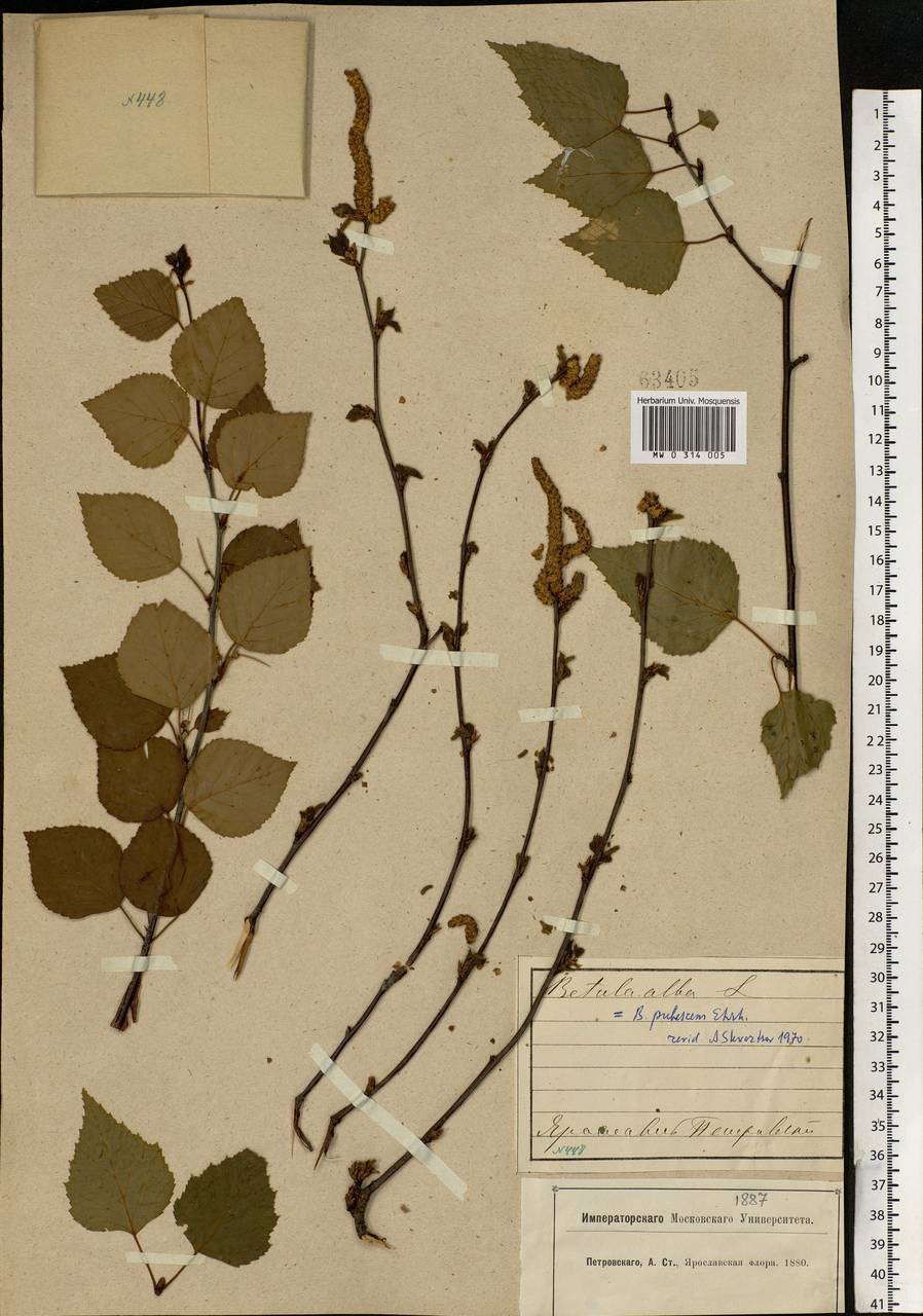 Betula pubescens Ehrh., Eastern Europe, Central forest region (E5) (Russia)