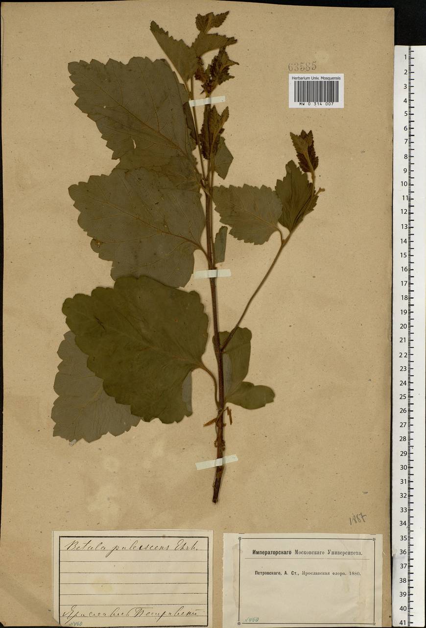 Betula pubescens Ehrh., Eastern Europe, Central forest region (E5) (Russia)