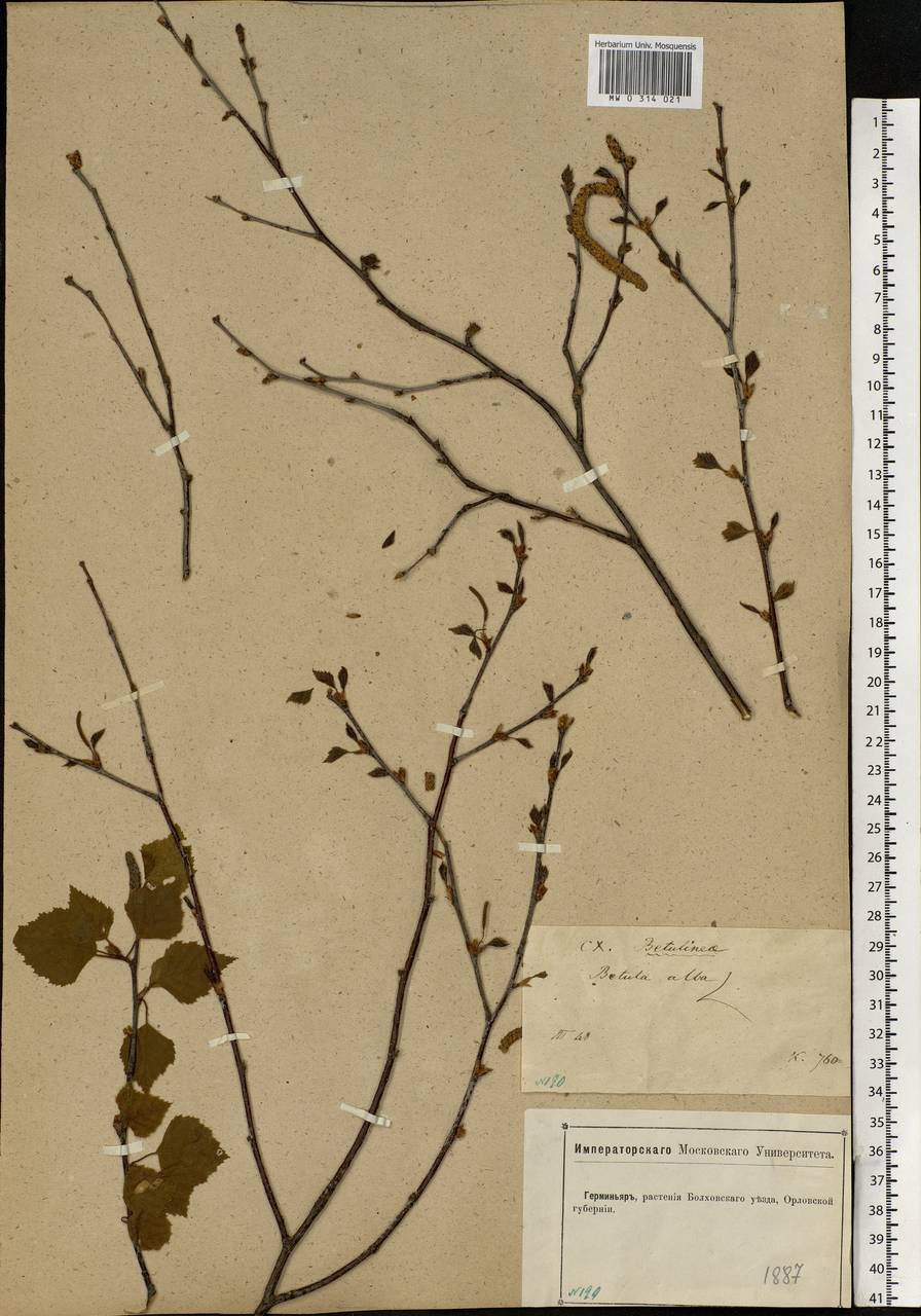 Betula pubescens Ehrh., Eastern Europe, Central forest-and-steppe region (E6) (Russia)