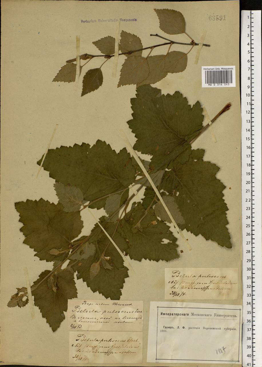 Betula pubescens Ehrh., Eastern Europe, Central forest-and-steppe region (E6) (Russia)