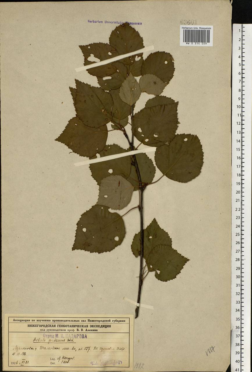Betula pubescens Ehrh., Eastern Europe, Volga-Kama region (E7) (Russia)