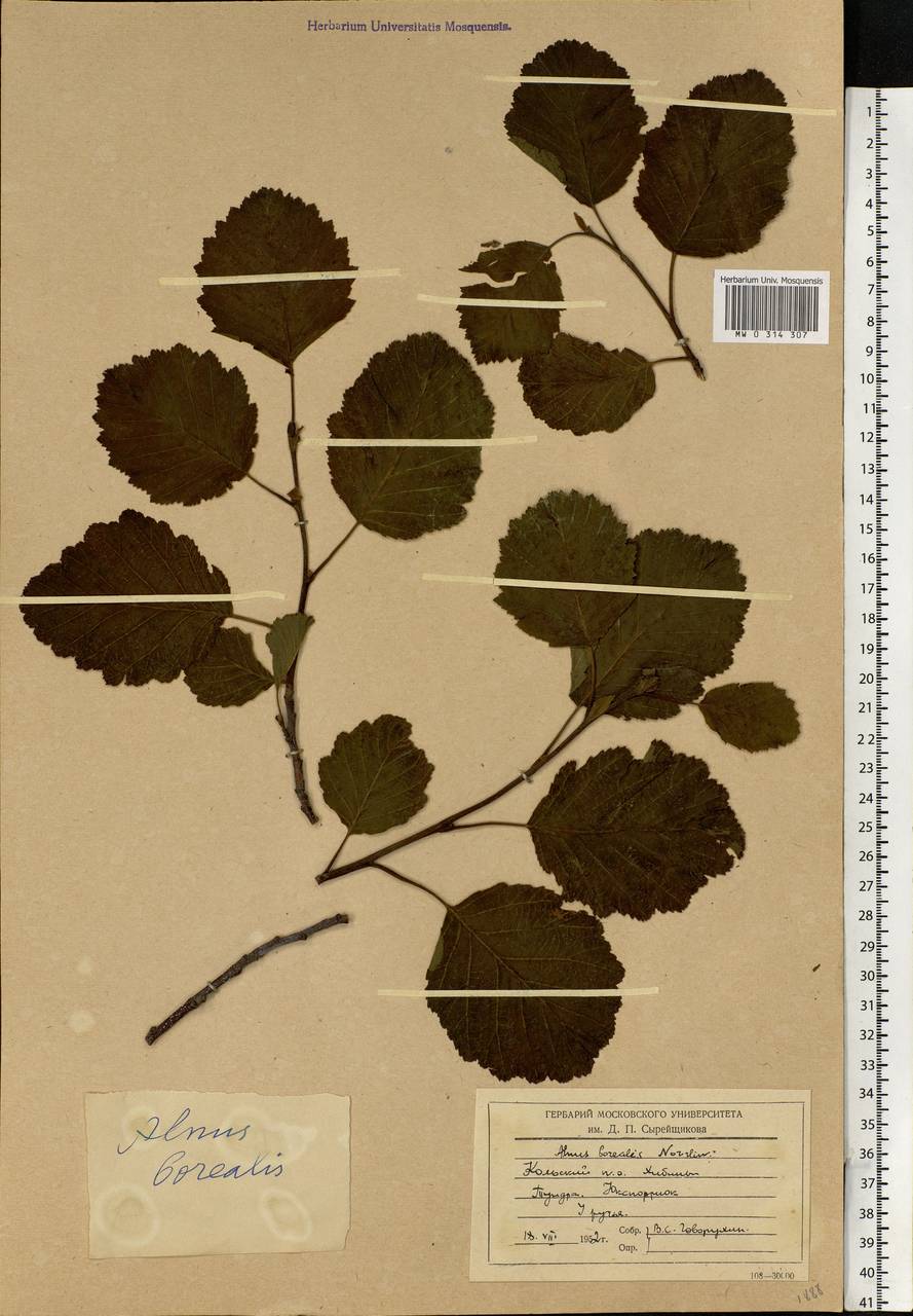 Alnus incana subsp. kolaensis (Orlova) Á.Löve & D.Löve, Eastern Europe, Northern region (E1) (Russia)