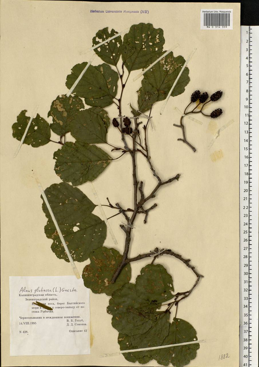 Alnus glutinosa (L.) Gaertn., Eastern Europe, North-Western region (E2) (Russia)