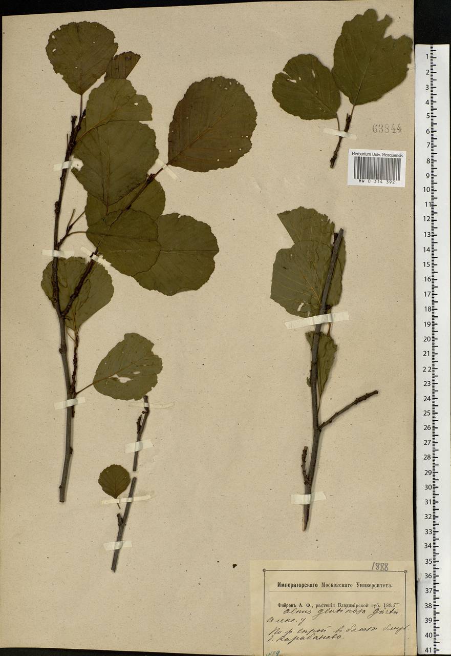 Alnus glutinosa (L.) Gaertn., Eastern Europe, Central region (E4) (Russia)