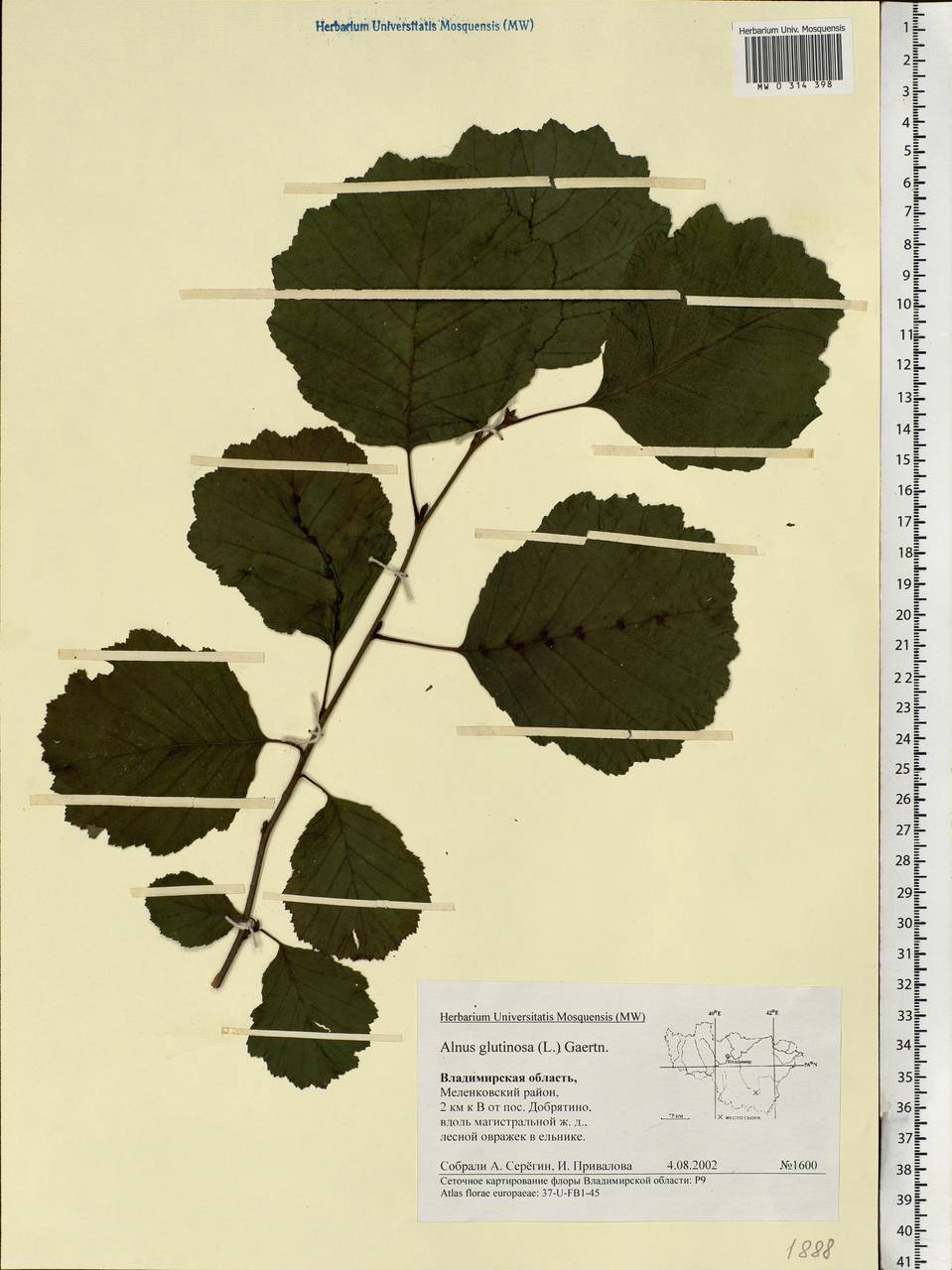 Alnus glutinosa (L.) Gaertn., Eastern Europe, Central region (E4) (Russia)