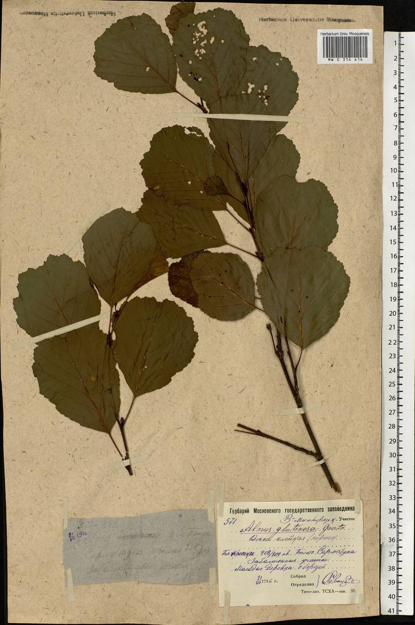 Alnus glutinosa (L.) Gaertn., Eastern Europe, Moscow region (E4a) (Russia)