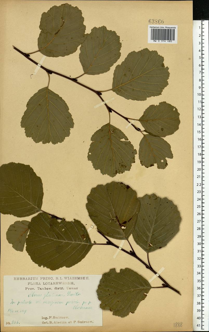 Alnus glutinosa (L.) Gaertn., Eastern Europe, Central forest-and-steppe region (E6) (Russia)