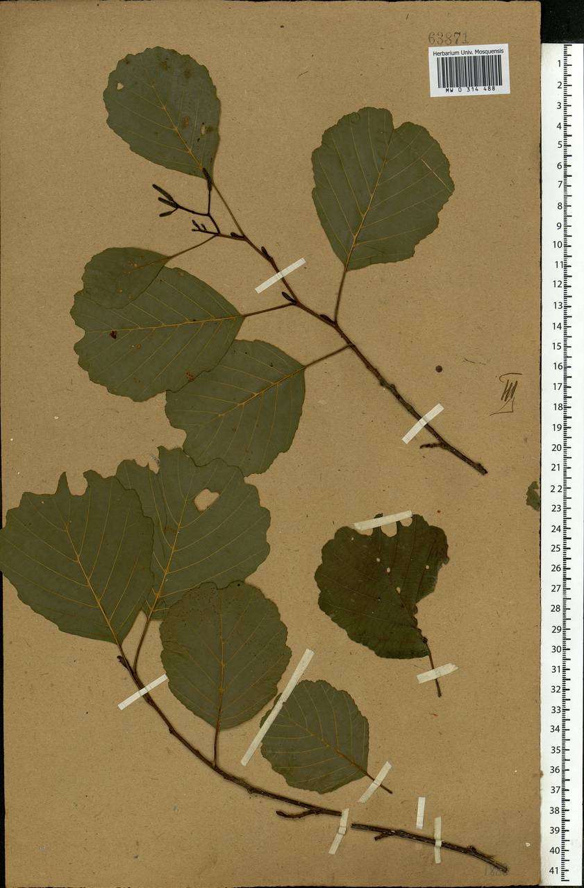 Alnus glutinosa (L.) Gaertn., Eastern Europe, Central forest-and-steppe region (E6) (Russia)