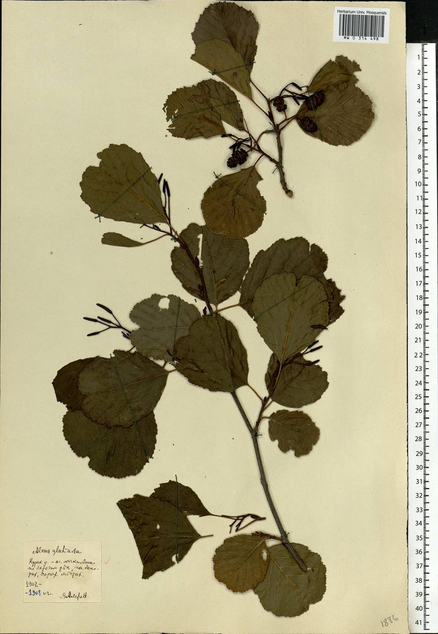 Alnus glutinosa (L.) Gaertn., Eastern Europe, Central forest-and-steppe region (E6) (Russia)