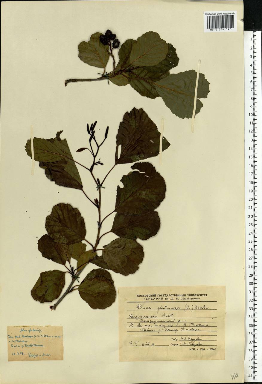 Alnus glutinosa (L.) Gaertn., Eastern Europe, Eastern region (E10) (Russia)