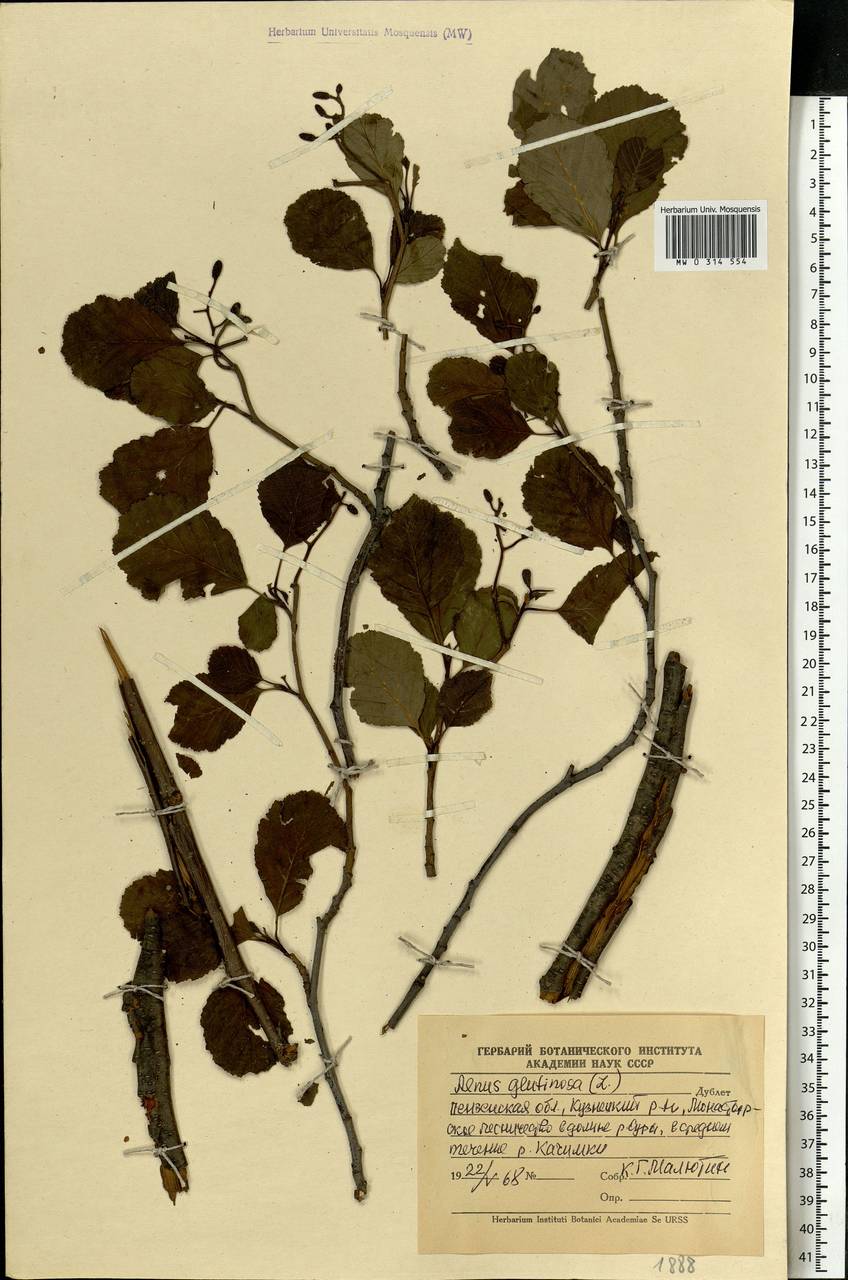Alnus glutinosa (L.) Gaertn., Eastern Europe, Middle Volga region (E8) (Russia)