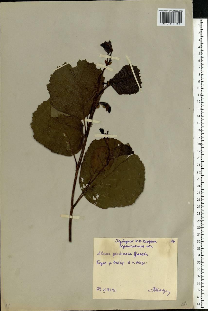Alnus glutinosa (L.) Gaertn., Eastern Europe, North Ukrainian region (E11) (Ukraine)