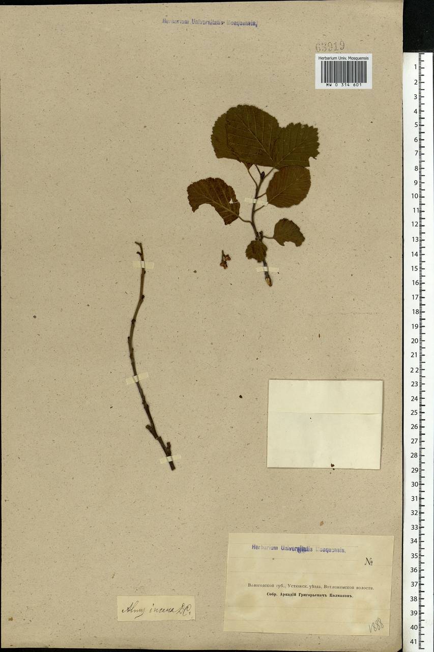 Alnus incana (L.) Moench, Eastern Europe, Northern region (E1) (Russia)