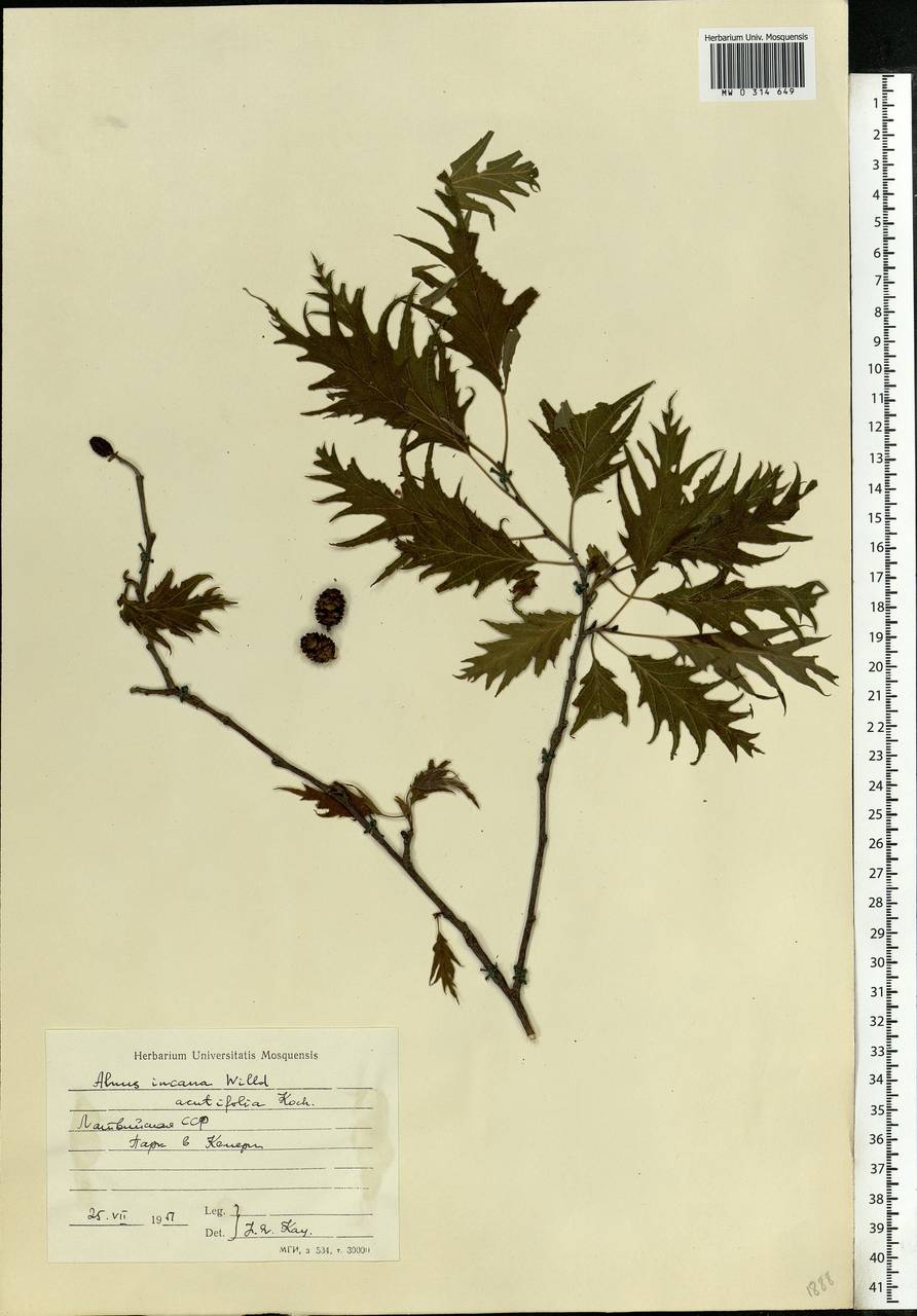 Alnus incana (L.) Moench, Eastern Europe, Latvia (E2b) (Latvia)