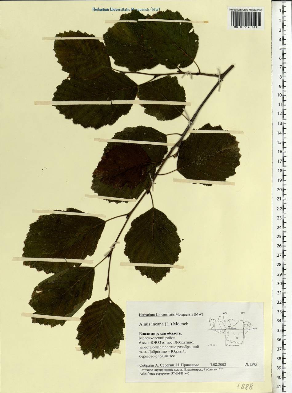 Alnus incana (L.) Moench, Eastern Europe, Central region (E4) (Russia)