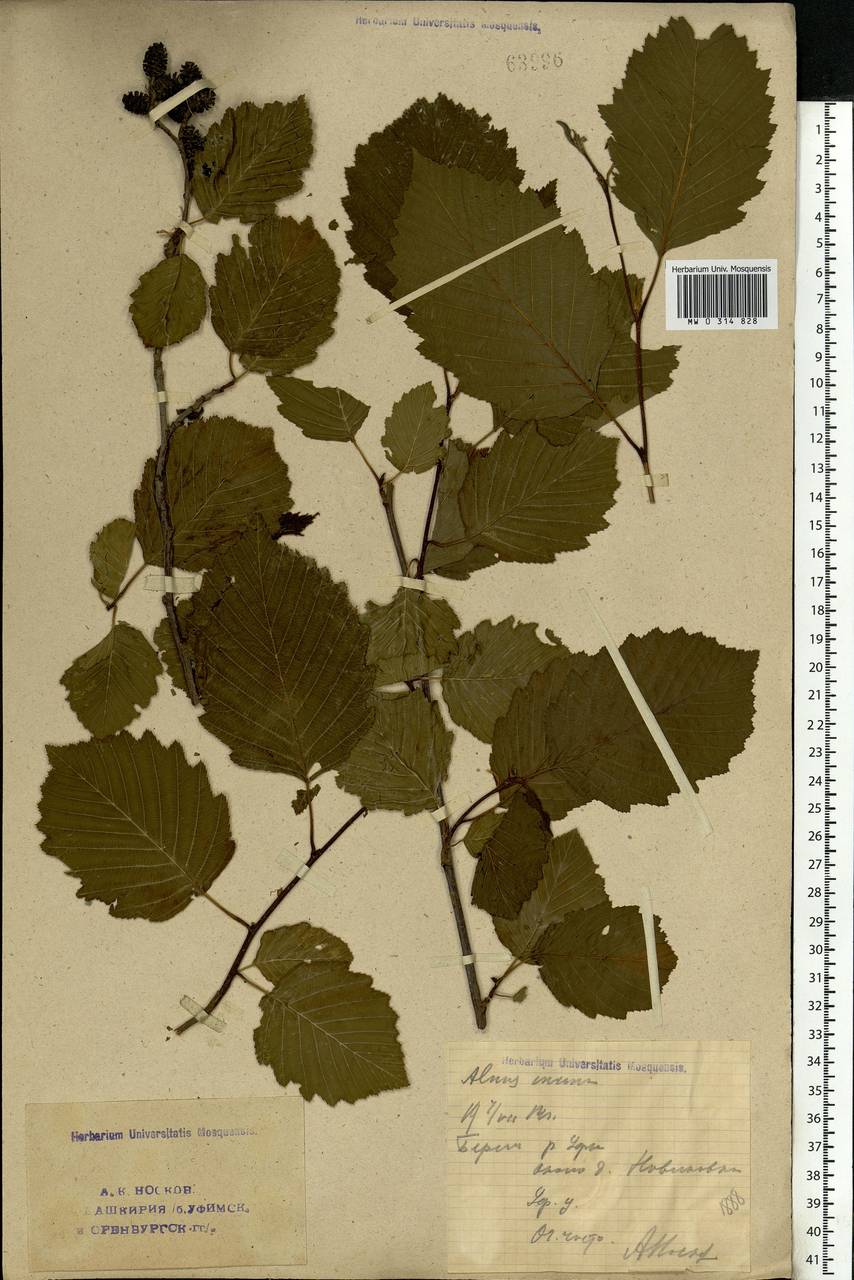 Alnus incana (L.) Moench, Eastern Europe, Eastern region (E10) (Russia)