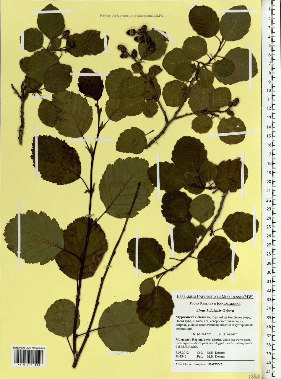 Alnus incana subsp. kolaensis (Orlova) Á.Löve & D.Löve, Eastern Europe, Northern region (E1) (Russia)