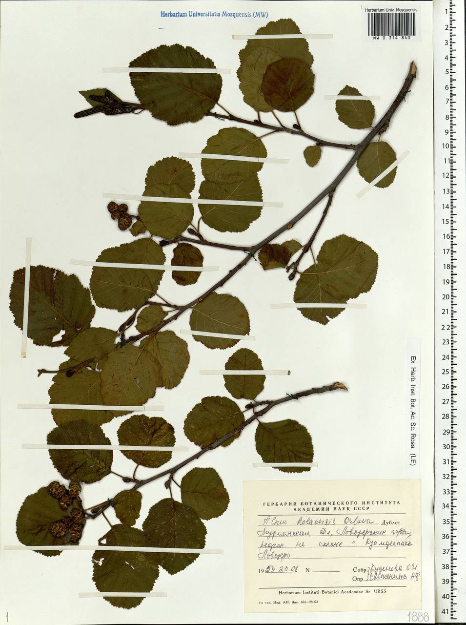 Alnus incana subsp. kolaensis (Orlova) Á.Löve & D.Löve, Eastern Europe, Northern region (E1) (Russia)