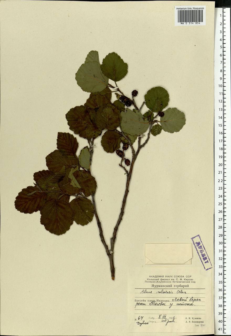 Alnus incana subsp. kolaensis (Orlova) Á.Löve & D.Löve, Eastern Europe, Northern region (E1) (Russia)