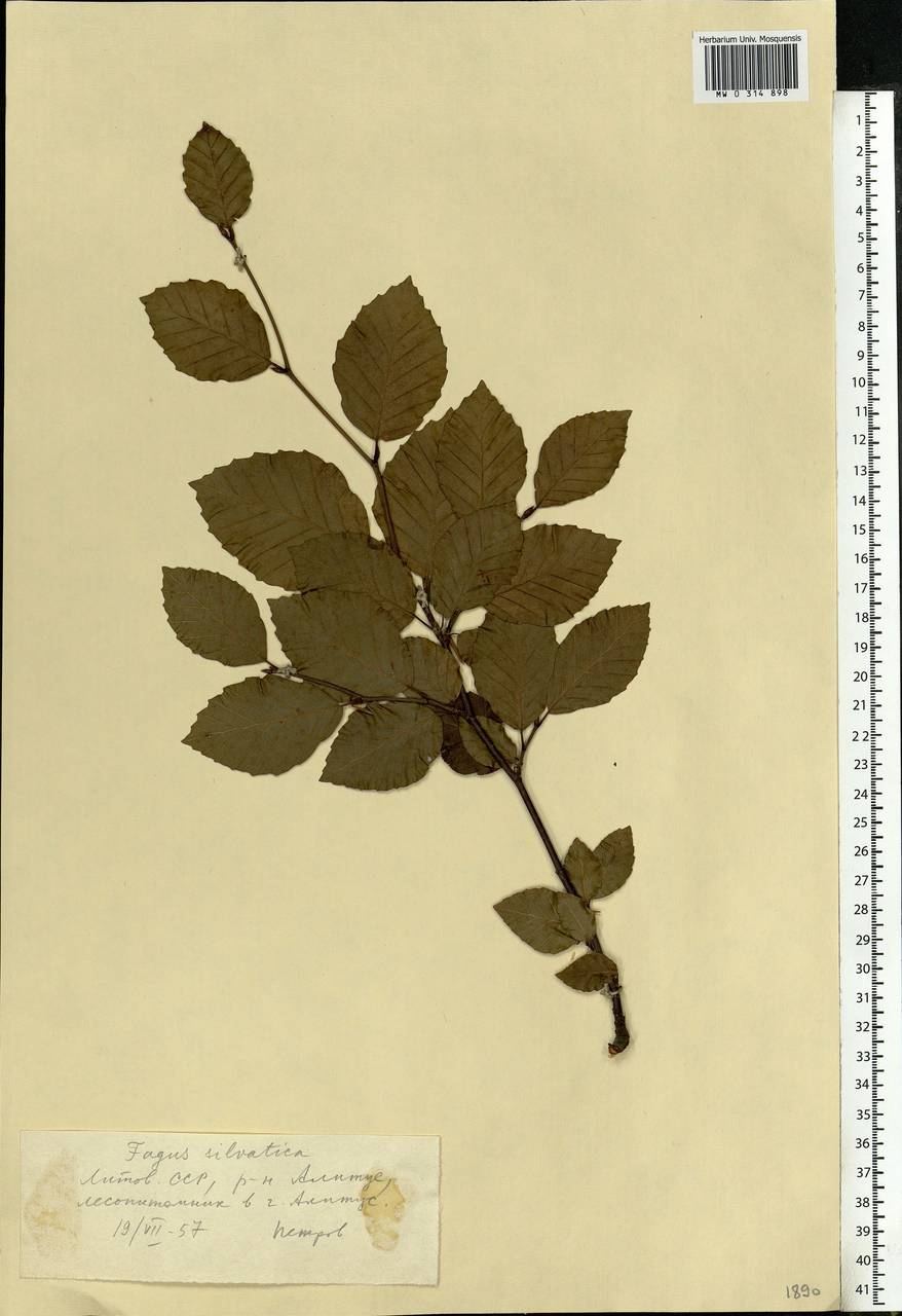 Fagus sylvatica L., Eastern Europe, Lithuania (E2a) (Lithuania)