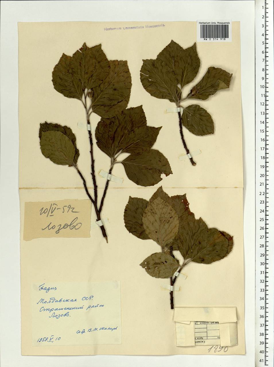 Fagus sylvatica L., Eastern Europe, Moldova (E13a) (Moldova)
