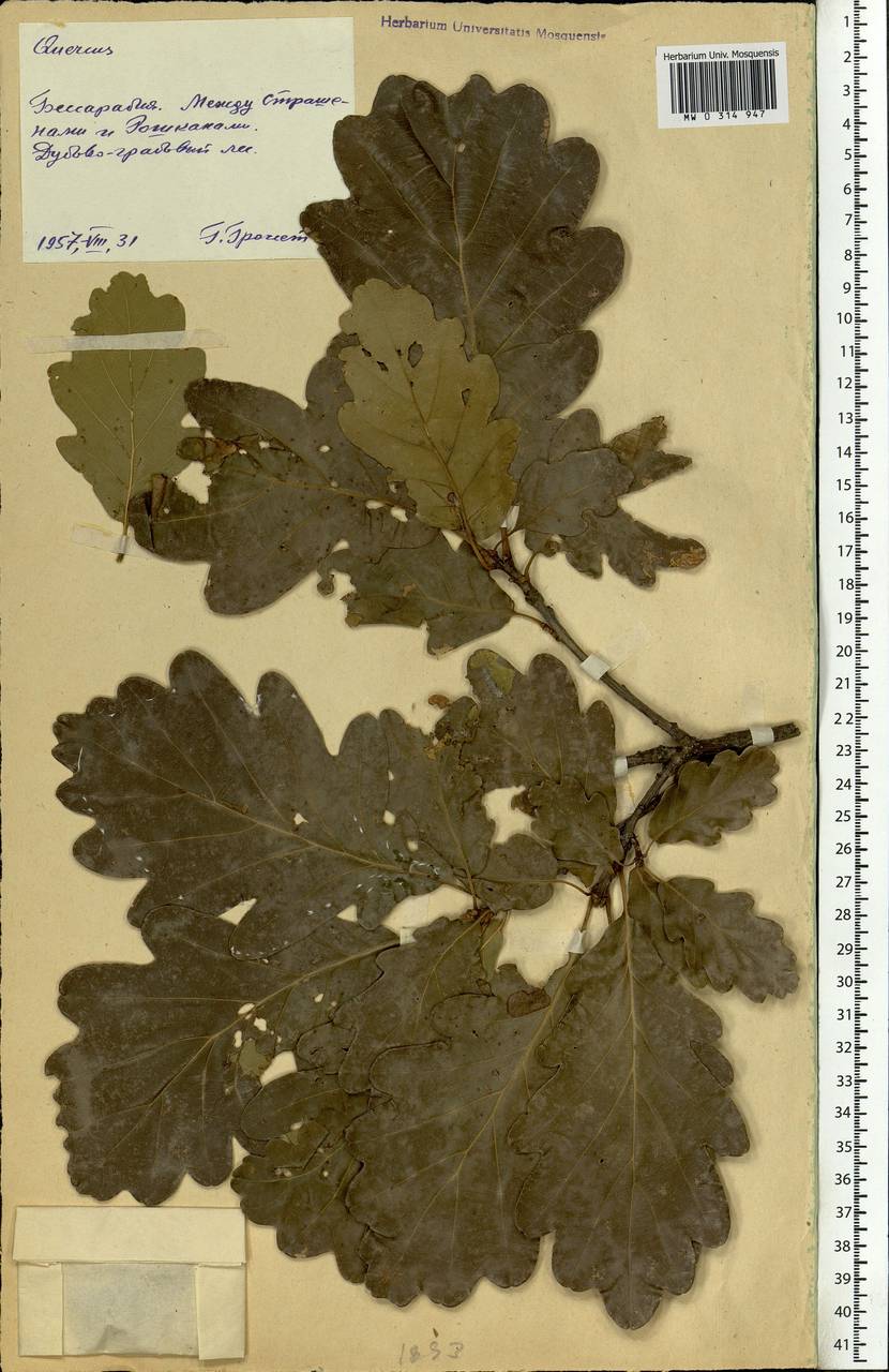 Quercus, Eastern Europe, Moldova (E13a) (Moldova)