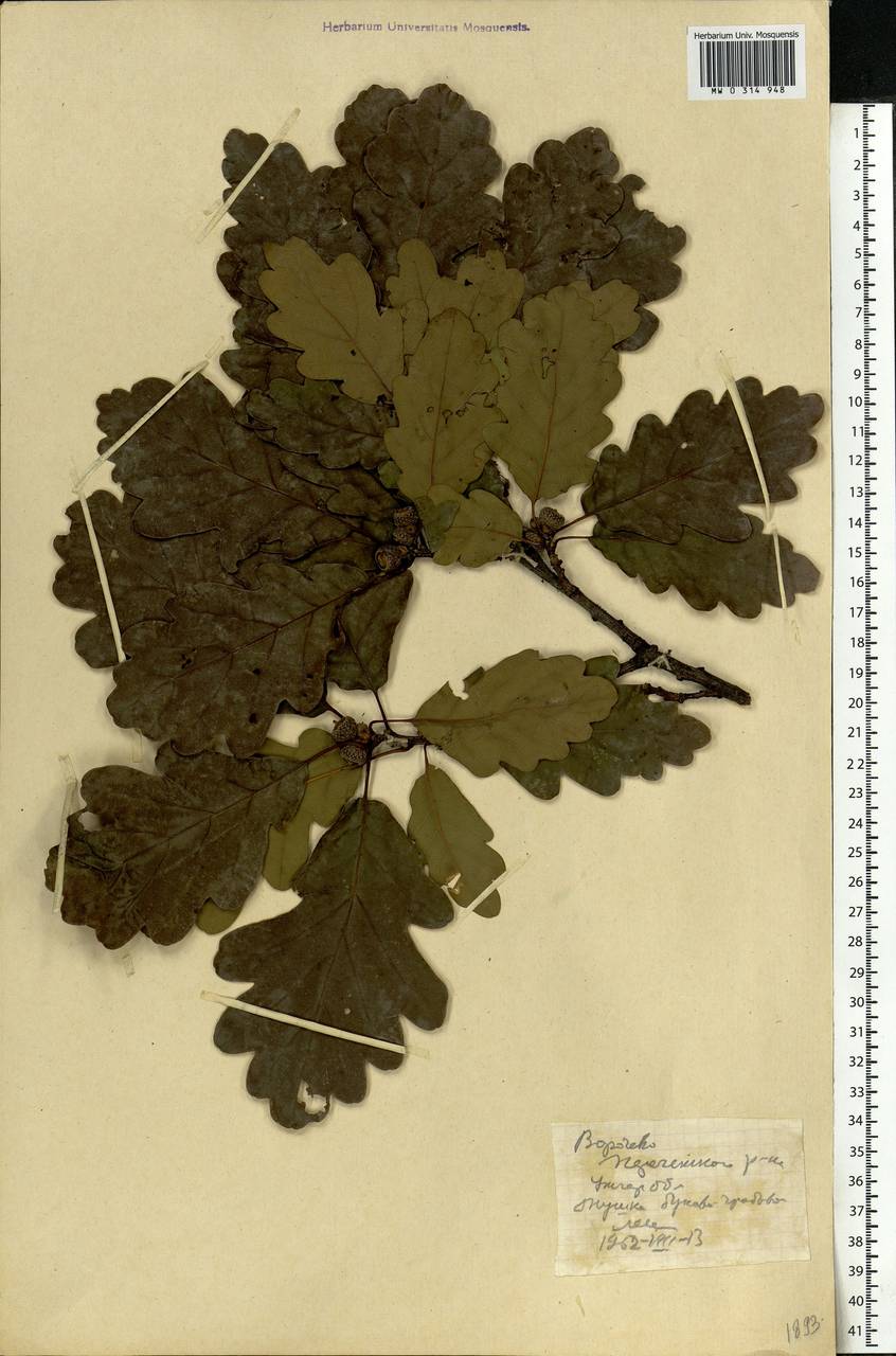 Quercus, Eastern Europe, West Ukrainian region (E13) (Ukraine)