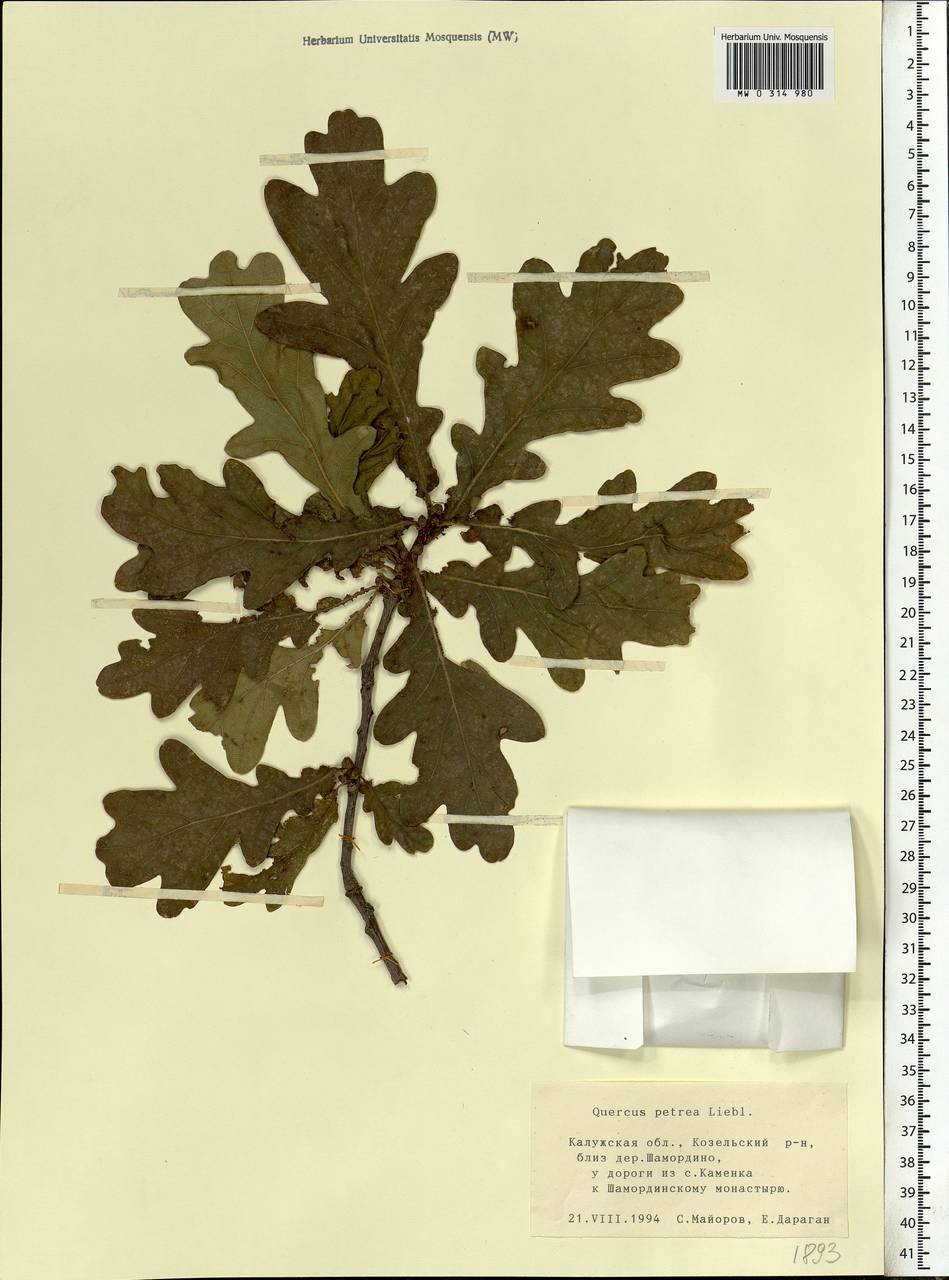 Quercus petraea (Matt.) Liebl., Eastern Europe, Central region (E4) (Russia)