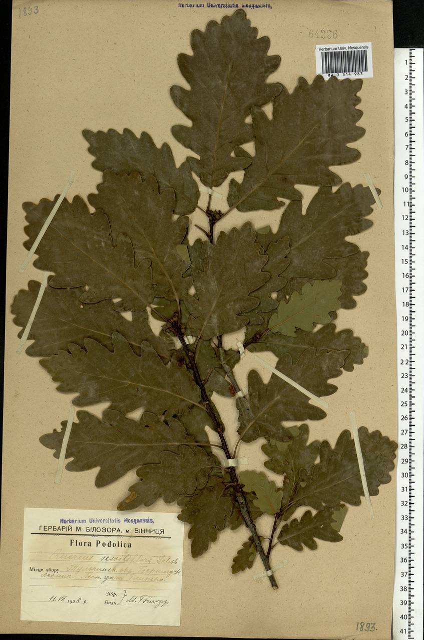 Quercus petraea (Matt.) Liebl., Eastern Europe, South Ukrainian region (E12) (Ukraine)
