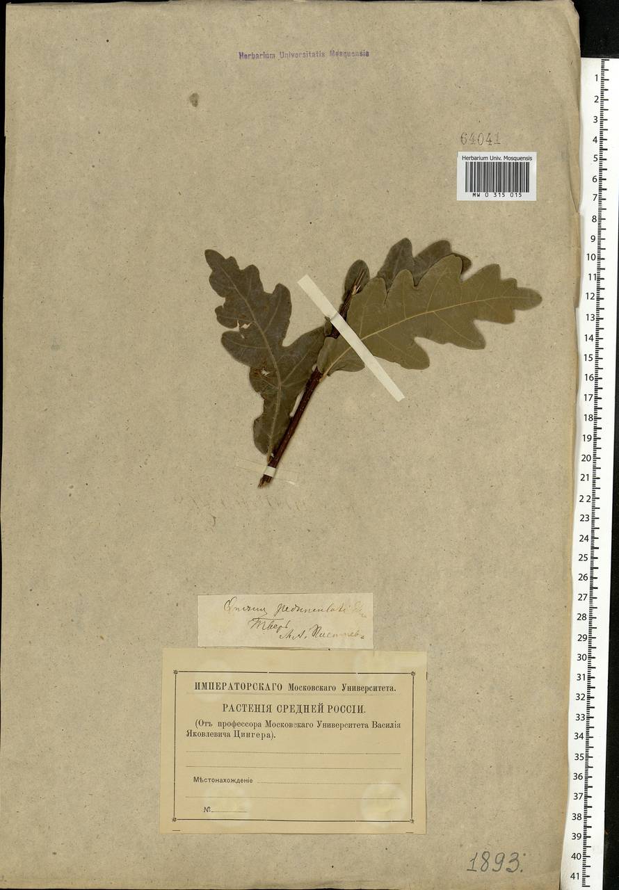 Quercus robur L., Eastern Europe, North-Western region (E2) (Russia)