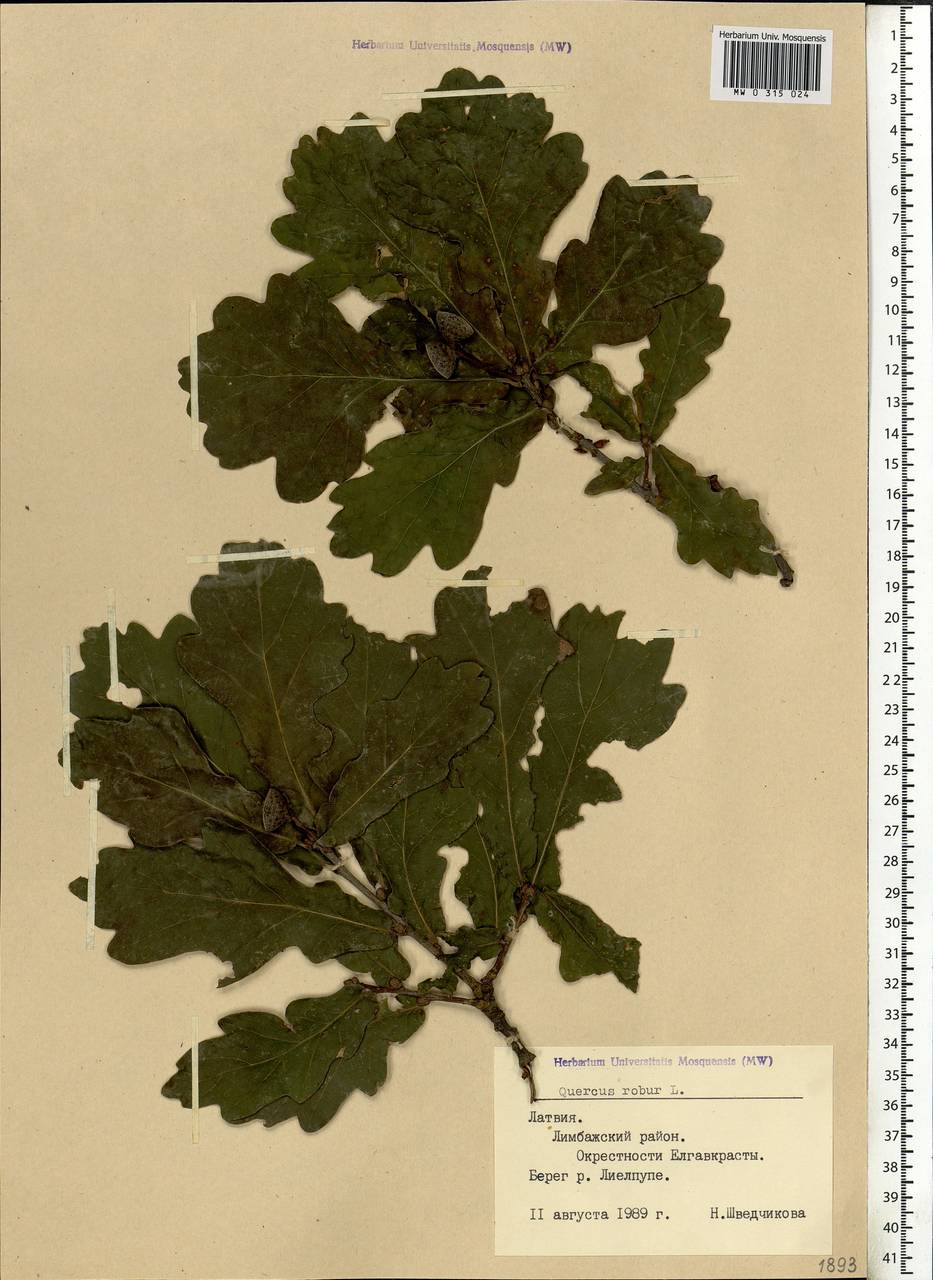 Quercus robur L., Eastern Europe, Latvia (E2b) (Latvia)
