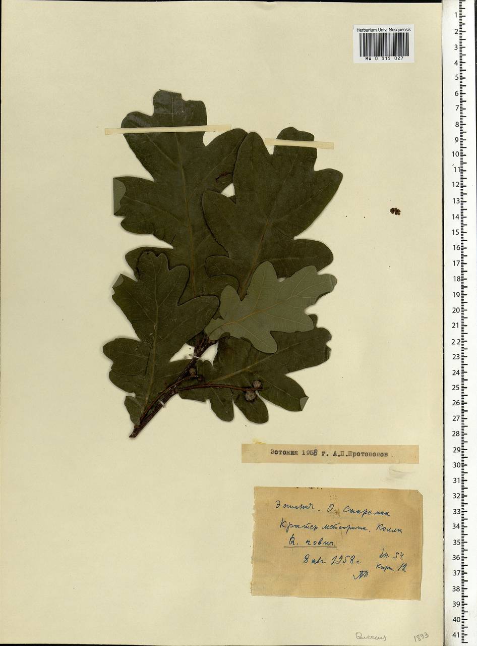 Quercus robur L., Eastern Europe, Estonia (E2c) (Estonia)