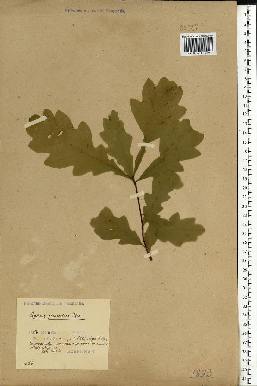 Quercus robur L., Eastern Europe, Belarus (E3a) (Belarus)