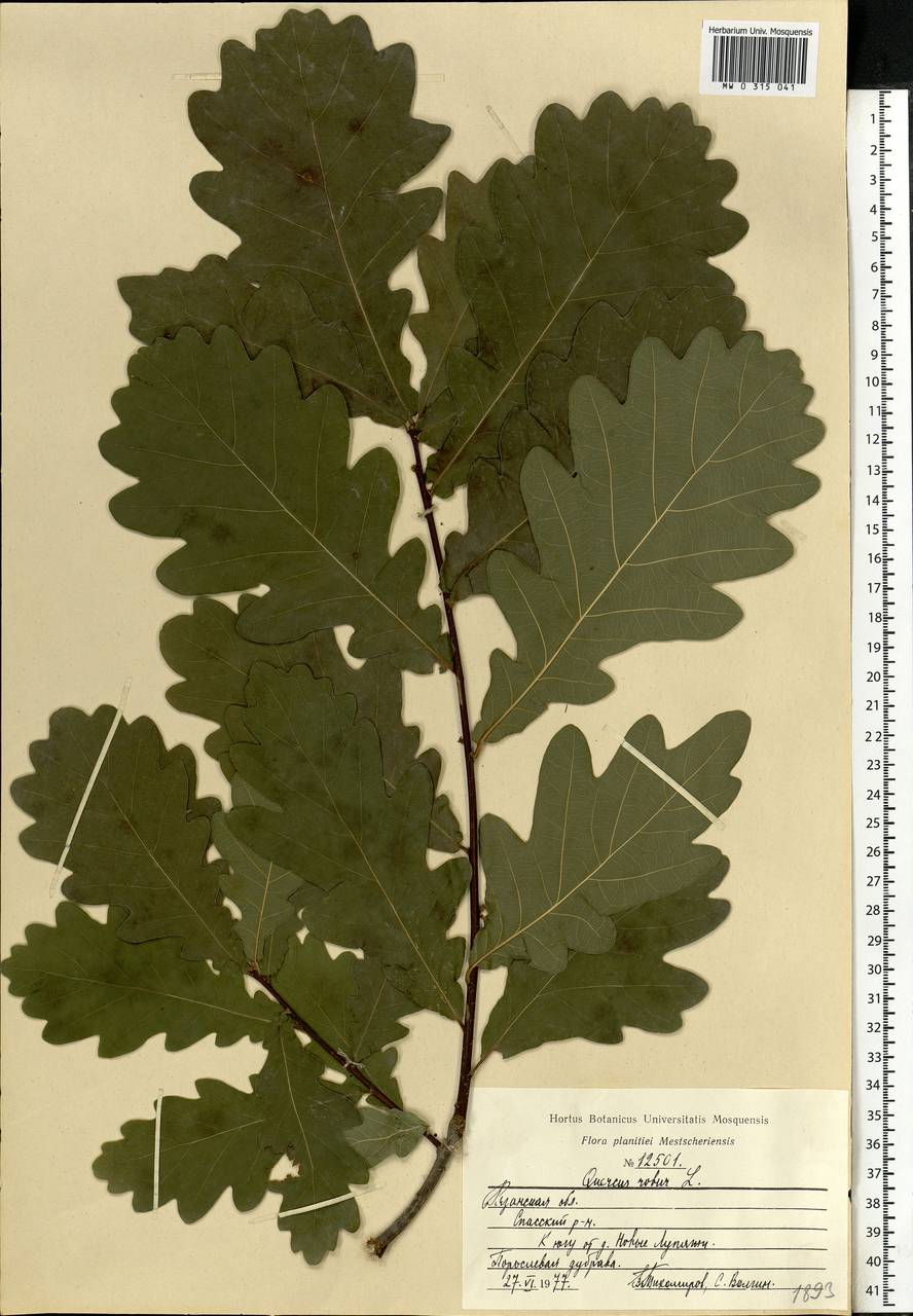 Quercus robur L., Eastern Europe, Central region (E4) (Russia)