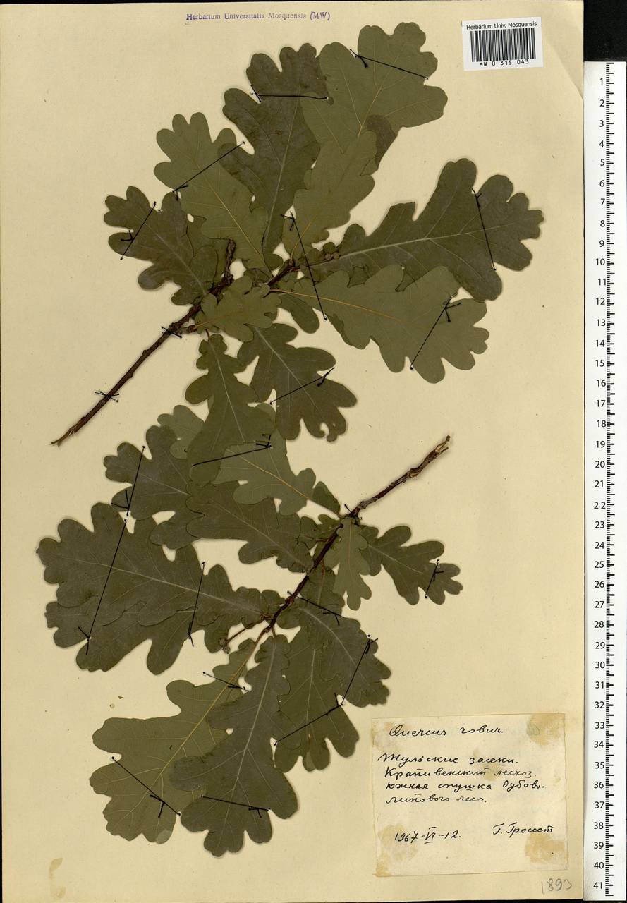 Quercus robur L., Eastern Europe, Central region (E4) (Russia)
