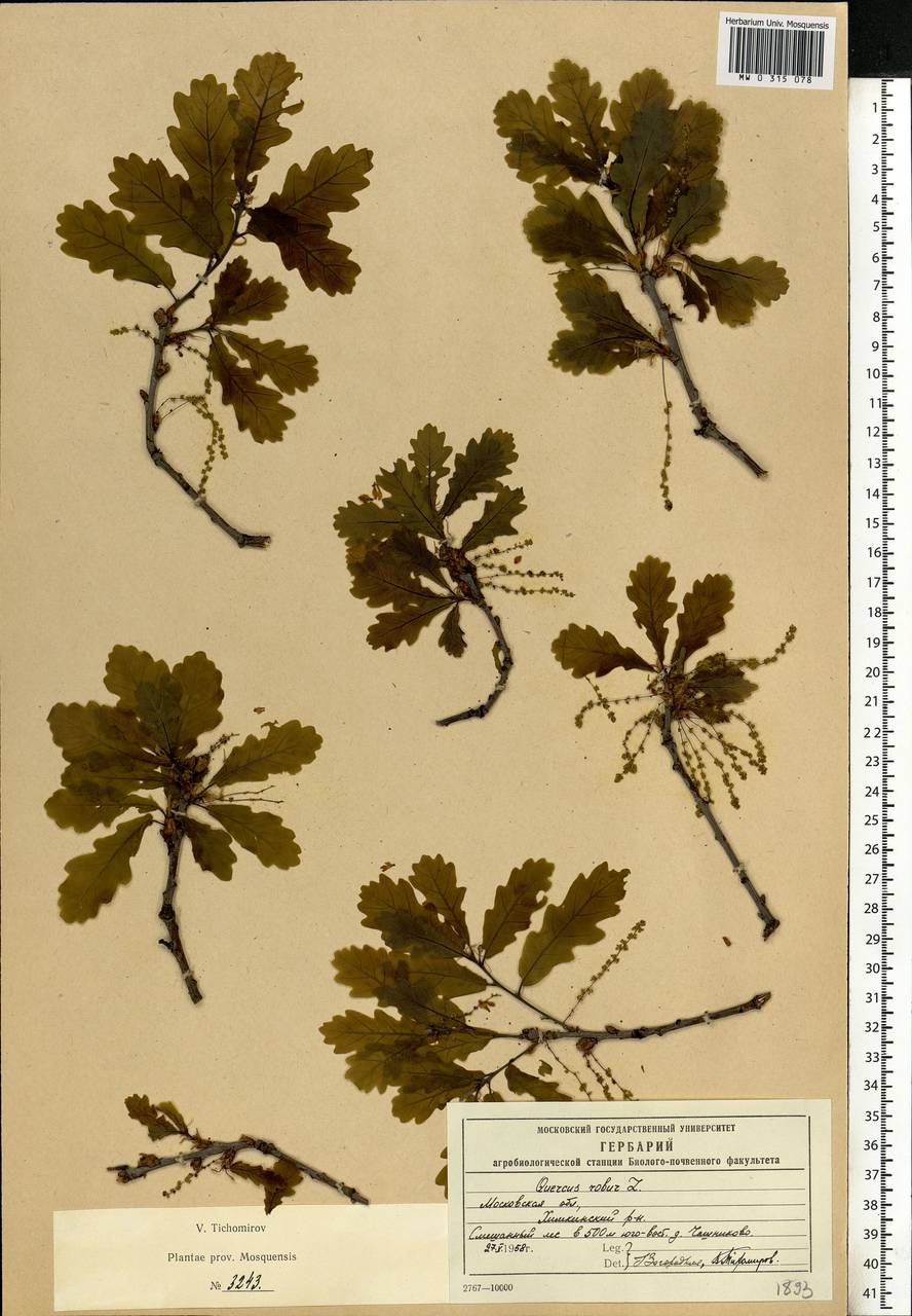 Quercus robur L., Eastern Europe, Moscow region (E4a) (Russia)