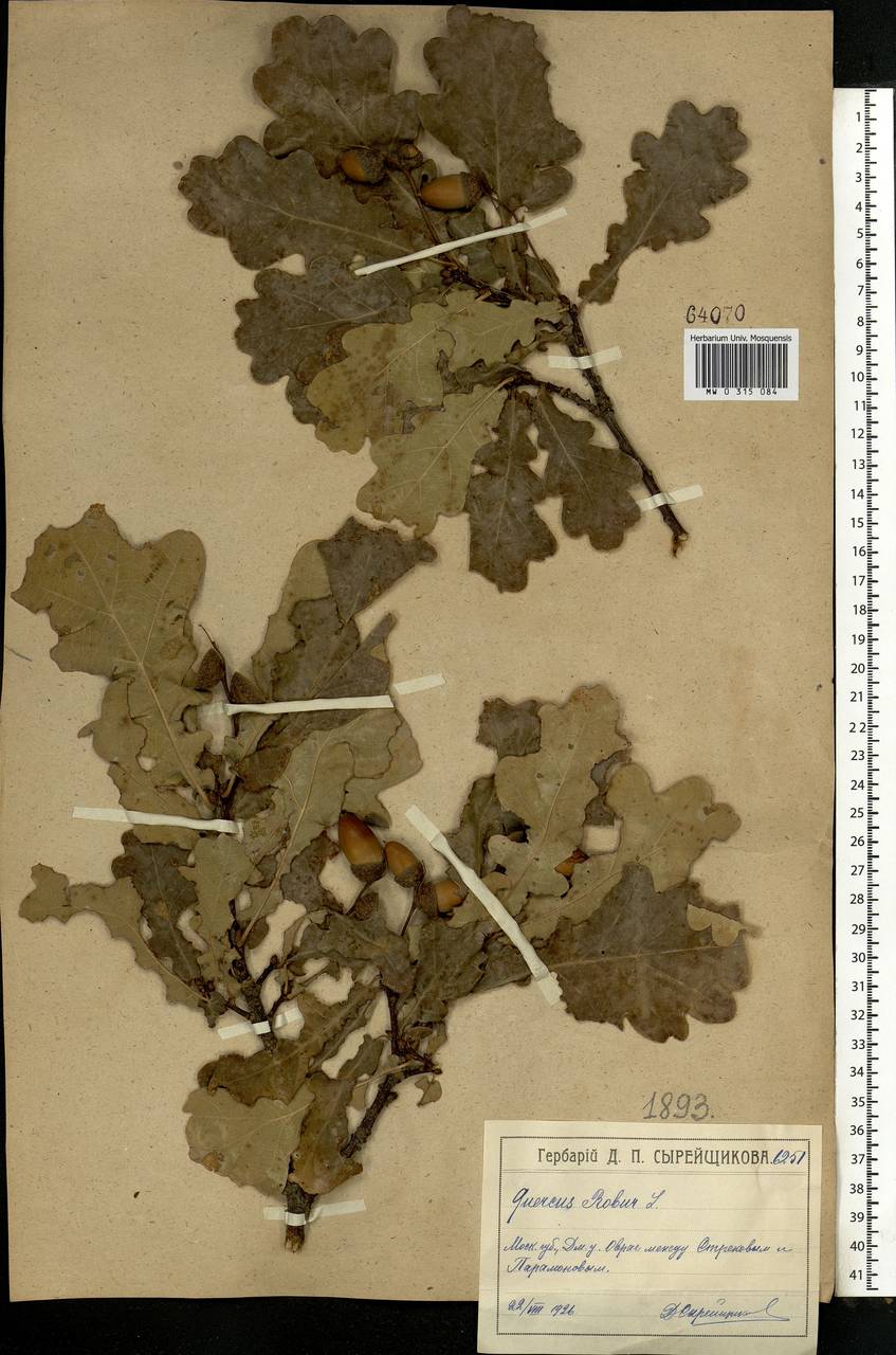 Quercus robur L., Eastern Europe, Moscow region (E4a) (Russia)