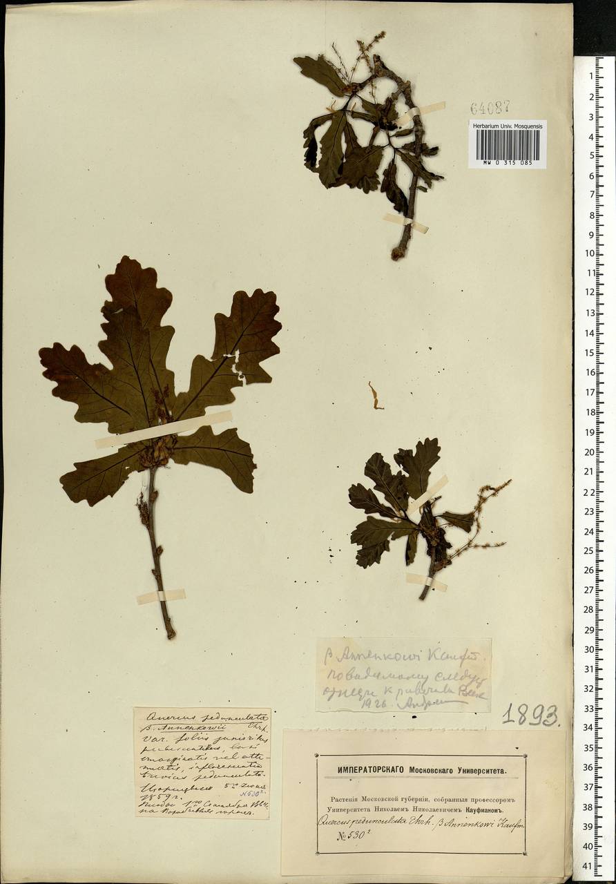 Quercus robur L., Eastern Europe, Moscow region (E4a) (Russia)