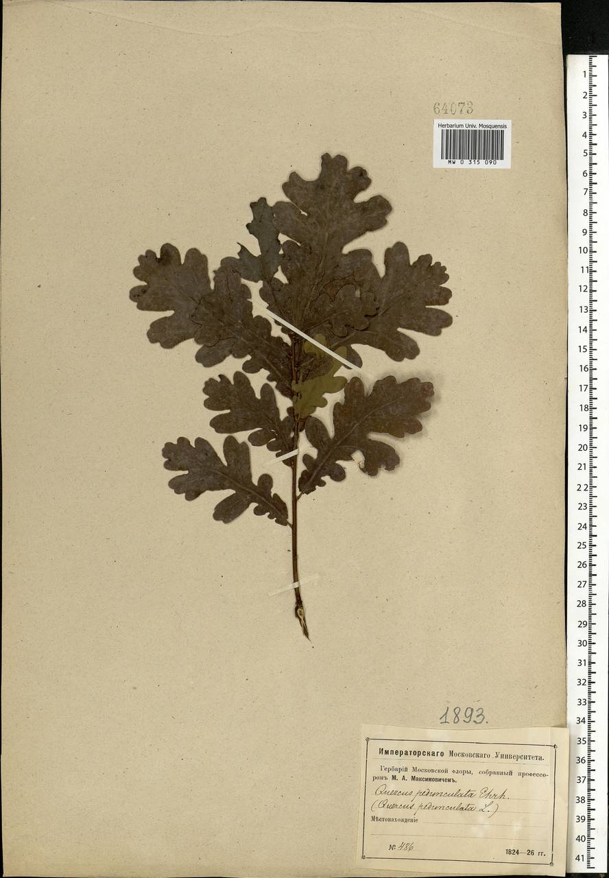 Quercus robur L., Eastern Europe, Moscow region (E4a) (Russia)