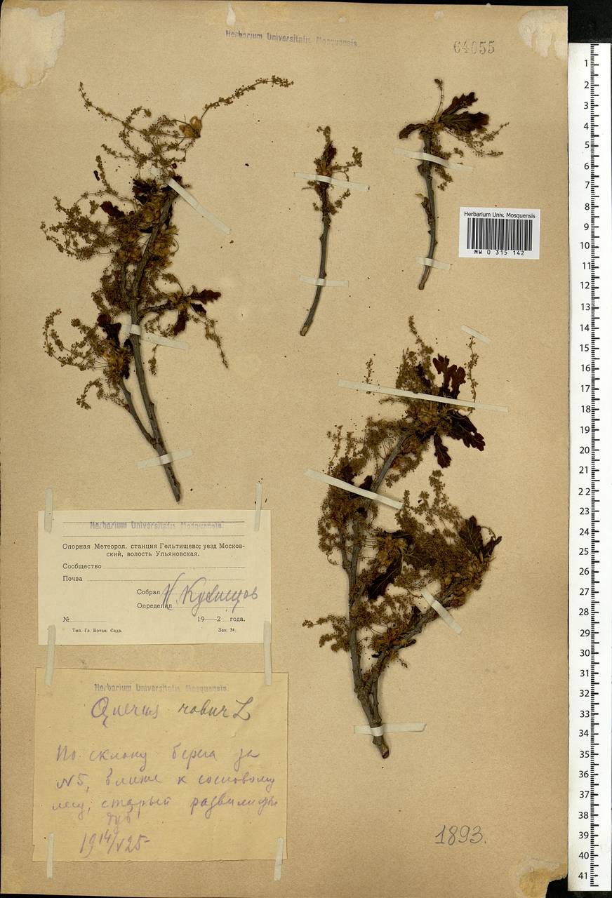 Quercus robur L., Eastern Europe, Moscow region (E4a) (Russia)