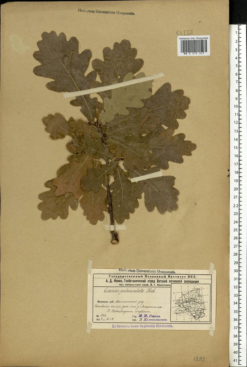Quercus robur L., Eastern Europe, Volga-Kama region (E7) (Russia)