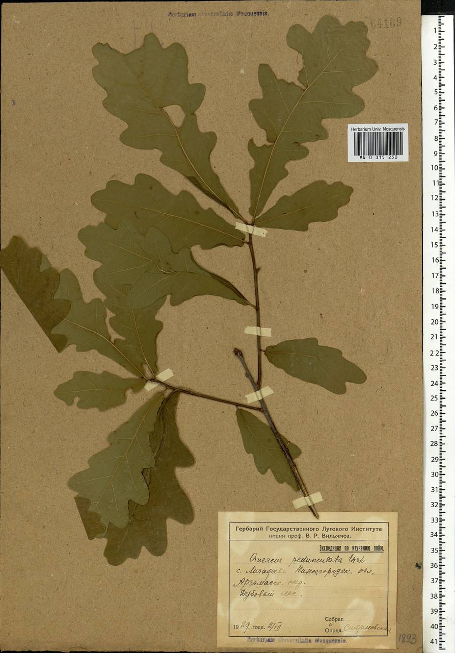 Quercus robur L., Eastern Europe, Volga-Kama region (E7) (Russia)