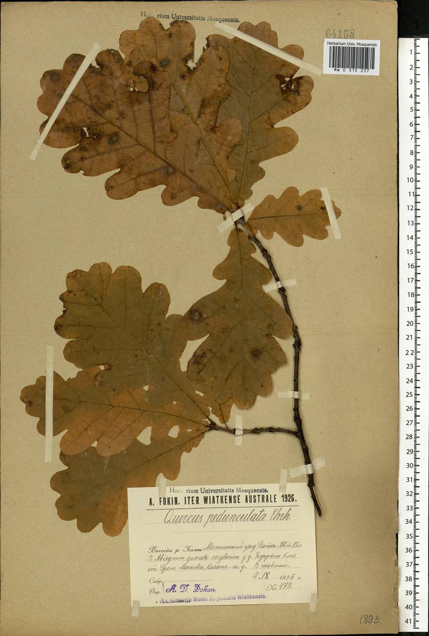 Quercus robur L., Eastern Europe, Volga-Kama region (E7) (Russia)